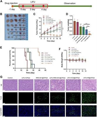 Frontiers | Interference With Redox Homeostasis Through a G6PD 